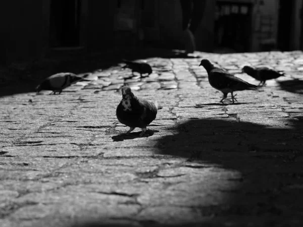 Grayscale Sho Pigeons Eating Street — Stockfoto