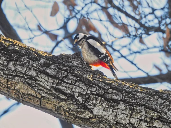 Gros Plan Grand Pic Tacheté Perché Sur Arbre Sous Lumière — Photo