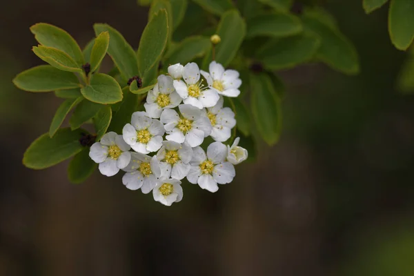 Primo Piano Alcuni Fiori Bianchi Giardino Durante Giorno — Foto Stock