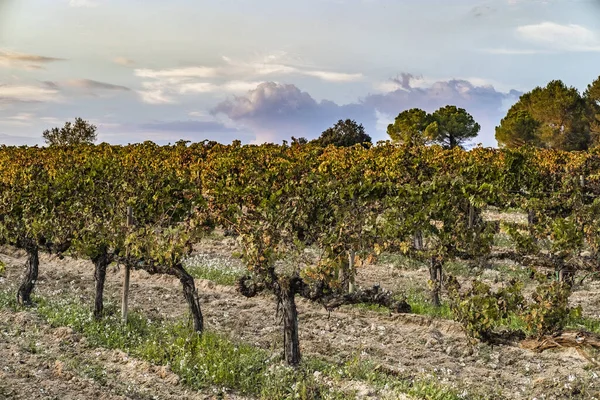 スペイン カタルーニャ州 ペネデス地方の初秋にブドウ畑が広がる美しい緑の風景 — ストック写真