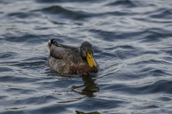 Gros Plan Canard Colvert Flottant Dans Lac — Photo