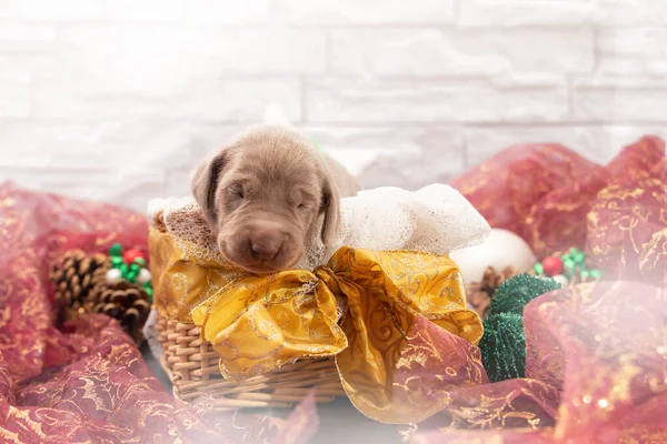 Closeup ของล Weimaraner และน กในตะกร าเป นของขว ญคร มาส — ภาพถ่ายสต็อก