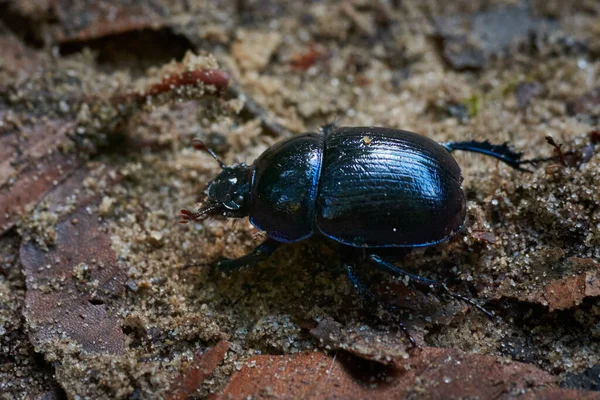 Close Shot Coleoptera Ground — Stock Photo, Image