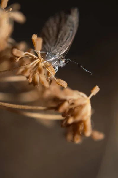 Bir Çiçeğin Üzerinde Oturan Bir Kelebeğin Yakın Plan Çekimi — Stok fotoğraf