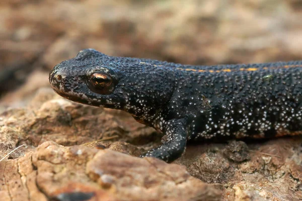 Fechar Cabeça Tritão Dos Balcãs Terrestre Triturus Ivanbureschi Sentado Pedaço — Fotografia de Stock