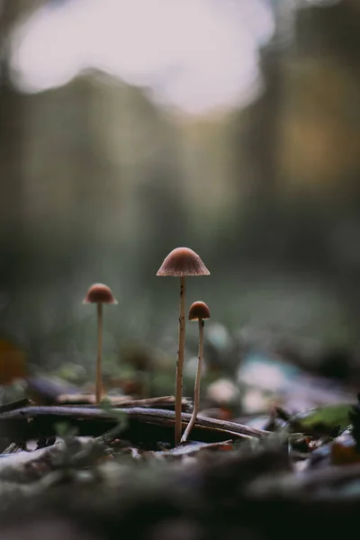 Een Verticale Selectieve Focusshot Van Paddenstoelen Die Groeien Natuur — Stockfoto