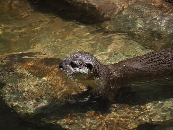 Primer Plano Una Nutria Río Norteamericana —  Fotos de Stock