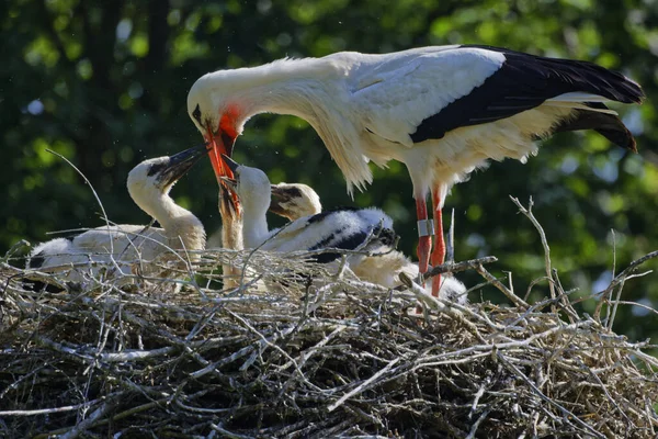 Bunch White Black Storks Nest Day — Fotografia de Stock
