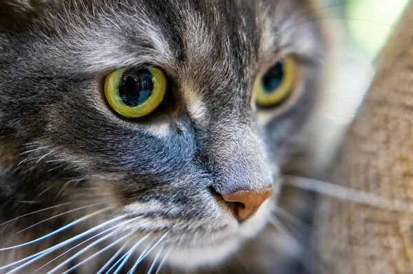 Крупный План Лица Кошки Зелеными Глазами — стоковое фото