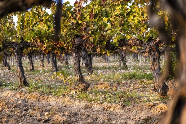 Красивый Осенний Пейзаж Виноградниками Регионе Педес Каталония Испания — стоковое фото