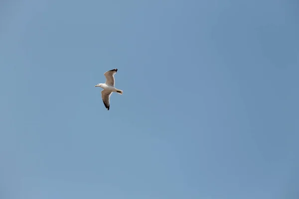 Scenic View Seagull Flying Blue Sky — Stockfoto