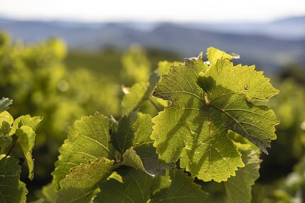 Green Leaves Grapes Vineyards Early Autumn Penedes Region Catalonia Spain — Foto Stock