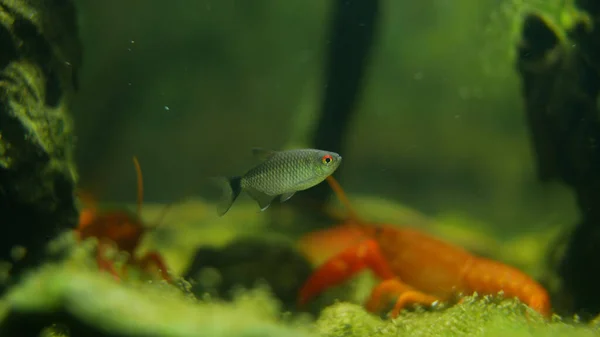Closeup Lobster Fish Water — Fotografia de Stock