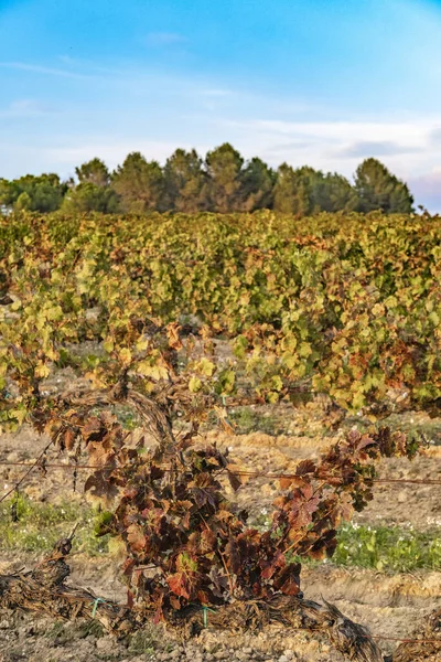 Krásná Zelená Krajina Vinicemi Začátku Podzimu Regionu Penedes Katalánsko Španělsko — Stock fotografie
