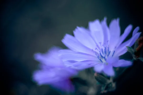 Selektivní Zaostření Záběr Chicory Květiny — Stock fotografie