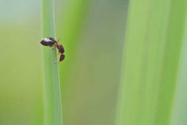 Tiro Selectivo Enfoque Una Hormiga Arrastrándose Sobre Una Hoja Hierba —  Fotos de Stock