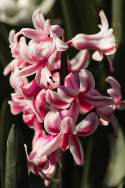 Detailní Záběr Růžové Hyacinty — Stock fotografie