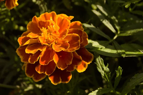 太陽の下で庭の美しいオレンジ色のマリーゴールドの花のクローズアップショット — ストック写真