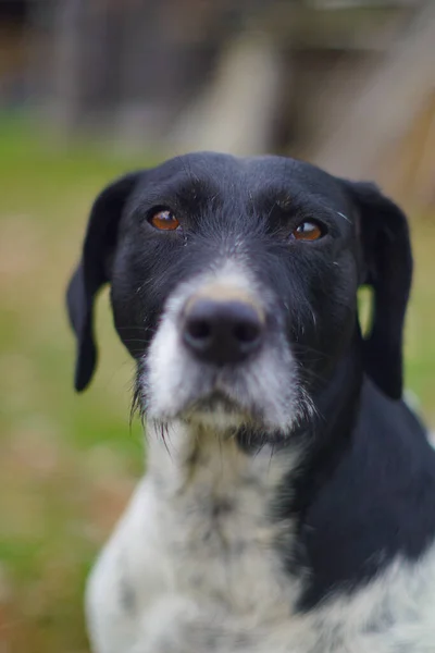 Eine Vertikale Aufnahme Eines Entzückenden Labradors Mit Braunen Augen — Stockfoto