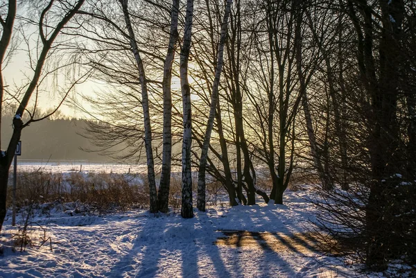 Beautiful Snowy Meadow Bare Trees — Fotografia de Stock