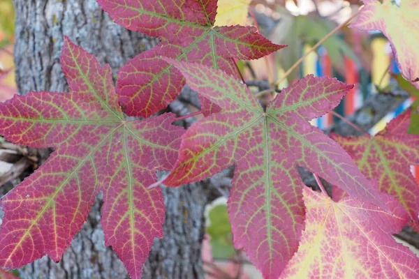 Gros Plan Des Feuilles Liquidambar — Photo