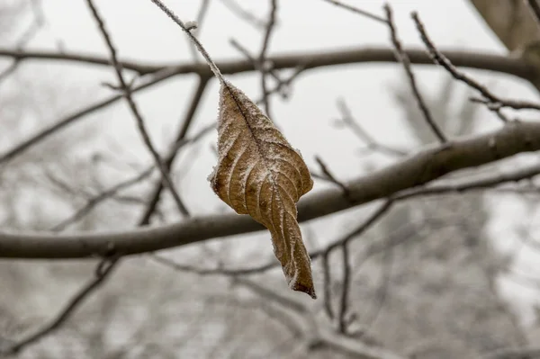 Zbliżenie Ujęcie Liścia Pokrytego Mrozem Zimie — Zdjęcie stockowe