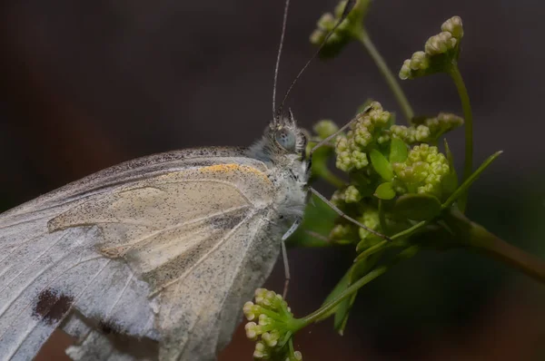 Zbliżenie Ujęcie Kapusty Biały Motyl Siedzi Kwiecie — Zdjęcie stockowe