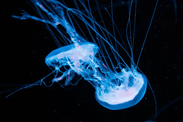 Una Hermosa Toma Dos Medusas Agua — Foto de Stock