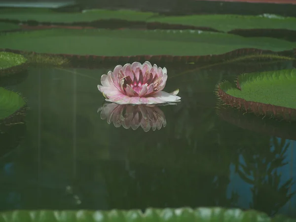 Closeup Shot Lotus Pond Adelaide Botanic Gardens — Fotografia de Stock