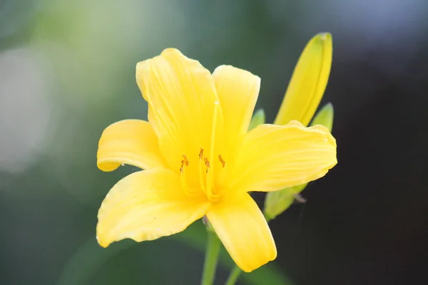 Egy Közeli Felvétel Egy Sárga Virágról Homályos Háttérrel — Stock Fotó