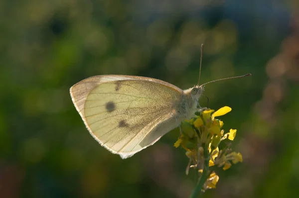 Closeup Shot Cabbage White Butterfly Sitting Flower — Foto Stock