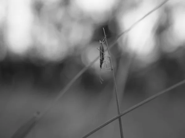 Grayscale Shot Water Strider Grass — Fotografia de Stock