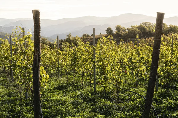 Beautiful Green Landscape Vineyards Early Autumn Spain — Fotografia de Stock