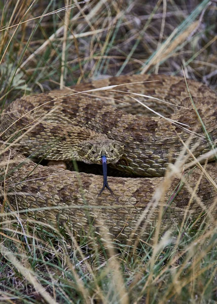 캐나다 앨버타주의 방울뱀을 수직으로 클로즈업 — 스톡 사진