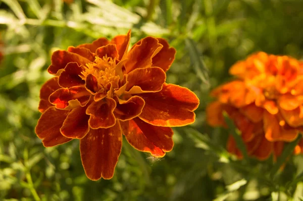 Primer Plano Hermosas Flores Caléndula Naranja Jardín Bajo Luz Del —  Fotos de Stock