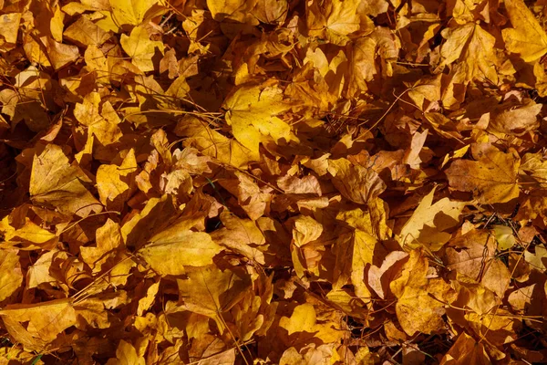 Eine Nahaufnahme Von Goldenen Blättern Auf Dem Boden — Stockfoto