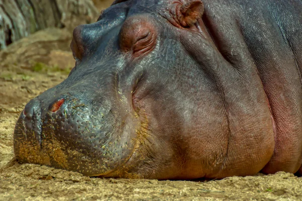 Eine Selektive Fokusaufnahme Eines Schlafenden Flusspferdes Melbourne Zoo Parkville Australien — Stockfoto