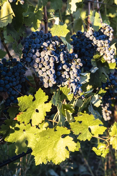 Bunches Fresh Ripe Organic Grapes Leaves Vineyards Early Autumn Spain — Fotografia de Stock
