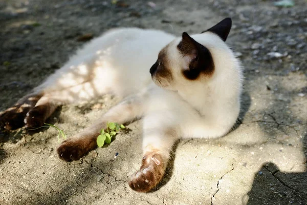 Uroczy Syjamski Kot Leżący Ulicy — Zdjęcie stockowe