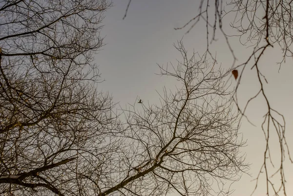 一只小鸟栖息在一根光秃秃的树枝上的低角镜头 — 图库照片