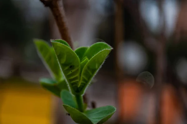 Närbild Gröna Blad Växt — Stockfoto