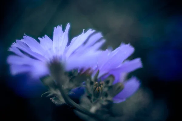 Tiro Foco Seletivo Uma Flor Chicória — Fotografia de Stock