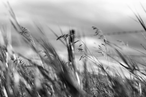 Airdrie Canada Nov 2021 Grayscale Closeup Shot Wild Reeds Field — Stock Photo, Image