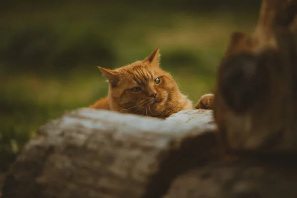Closeup Adorable Fluffy Fat Ginger Cat Lying Log Yard — Stockfoto