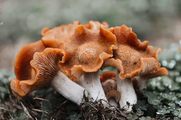 Gros Plan Bouquet Champignons Sauvages — Photo