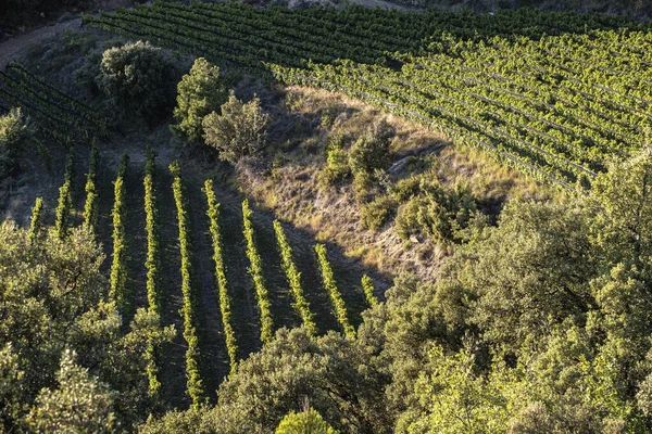 Uma Bela Paisagem Outono Com Vinhas Catalunha Espanha — Fotografia de Stock
