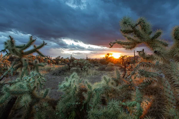 Hermoso Plano Paisaje Natural Con Cactus Cerca Las Montañas Arizona —  Fotos de Stock