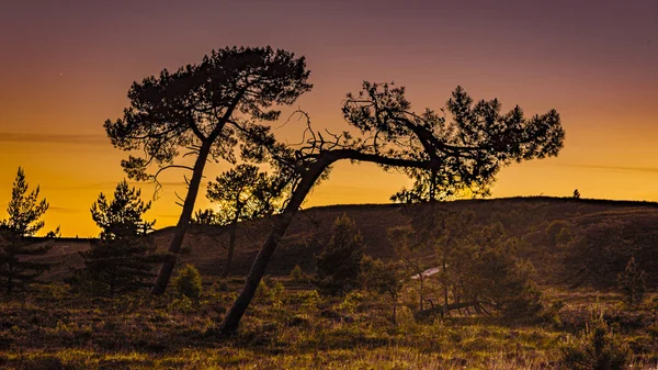 Silueta Stromů Kopci Při Západu Slunce — Stock fotografie