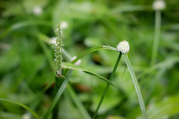 Lovitură Closeup Floare Iarbă Pajiște — Fotografie, imagine de stoc