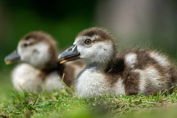 Primer Plano Mullido Adorable Gallina Egipcia Polluelos Fiel — Foto de Stock